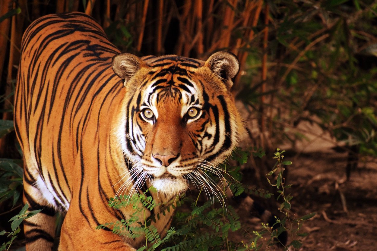 Infrapanel 540W - 970 x 630mm - Zvířata - Tygr v pralese